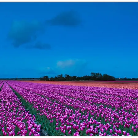 Perfect Holiday, Sea View * Egmond aan Zee